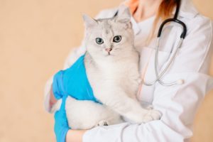 why is it important to take care of pets